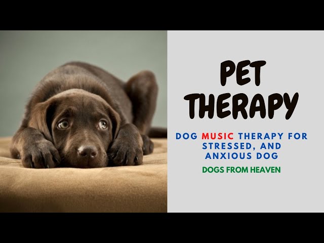 Pet Therapy - Dog Music Therapy For Stressed, Anxious Dogs