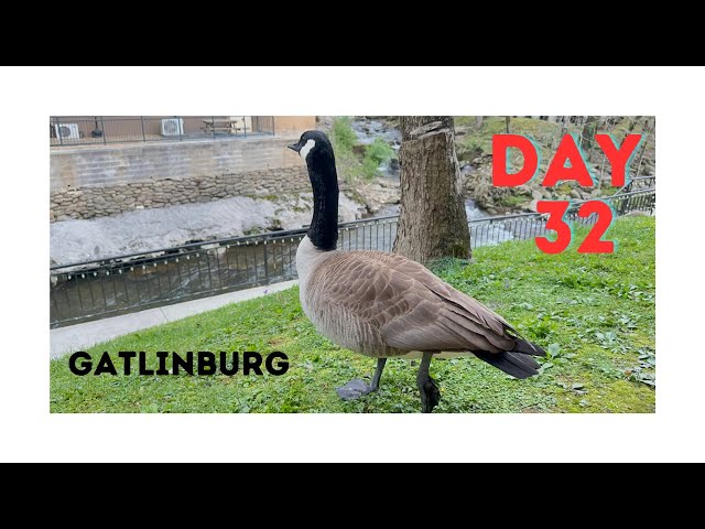 Day 32 - Silers Bald Shelter to Gatlinburg Hotel - Appalachian Trail Thru Hike 2024 Attempt