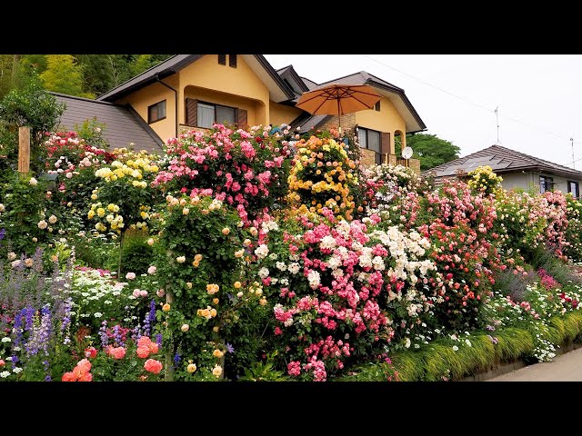 【Private Residence】Two Types of Private Gardens 2023 by Master Gardener.　2023年の川田優和庭と権田眞理子庭 #rose