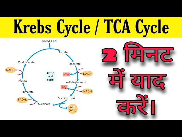 Krebs cycle in hindi | TCA cycle | krebs cycle trick