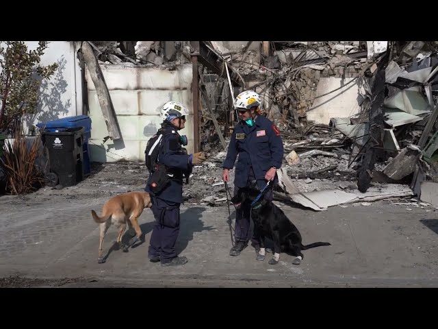 Urban Search and Rescue (US&R) team explains about USAR K9 operation in LA wildfires