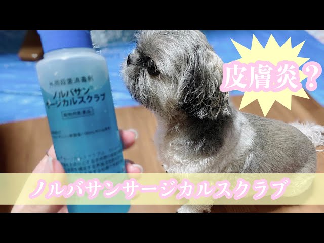 【可愛い犬 シーズー】皮膚炎のレイ