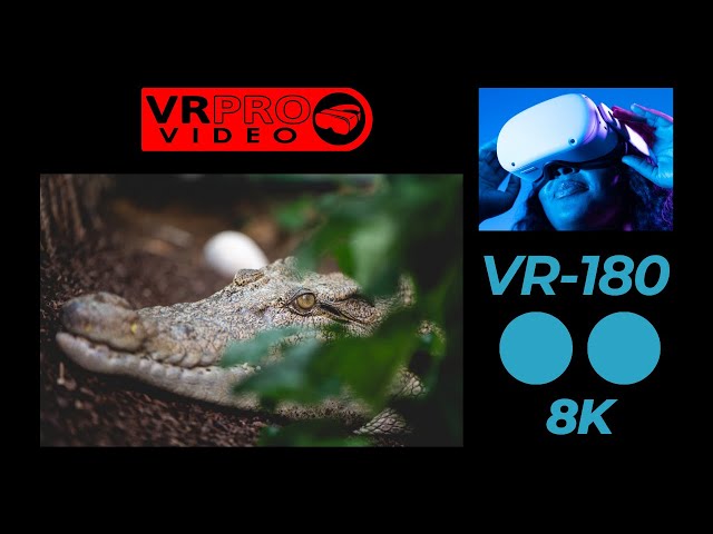 [VR180 4K] Zoo Gator in the Grass