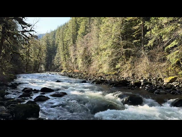 Salmon River, Mt Hood, Oregon in 4K at 60fps (Relaxing Nature Background, Calming, Meditative)