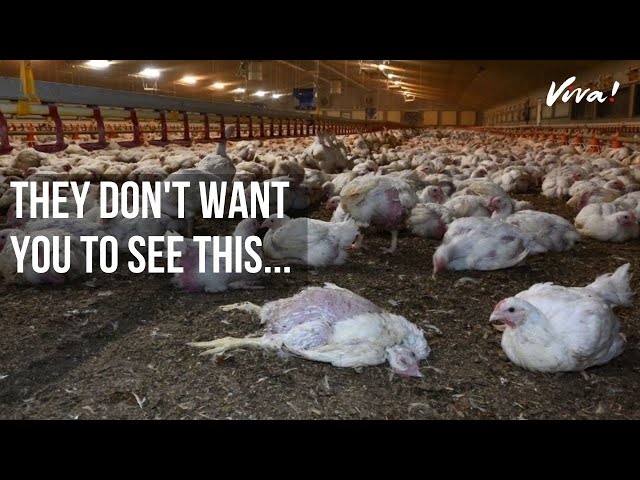 Here's What Really Goes on in UK Chicken Farms