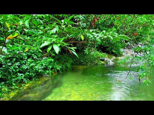 Clear Stream and Gentle Chirping of Birds, Nature Sounds, Forest Sounds, Relaxing White Noise, ASMR