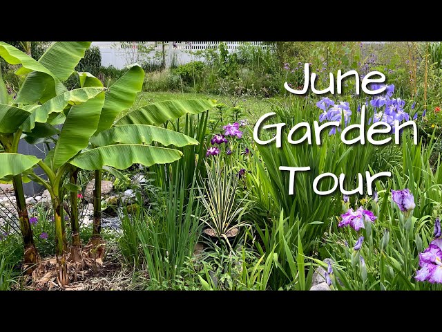 COLD CLIMATE subTropical Garden Tour! | The Barefooted Gardener