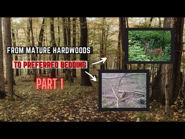 Creating A Deer Bedding Area From Mature Hardwoods - Part 1