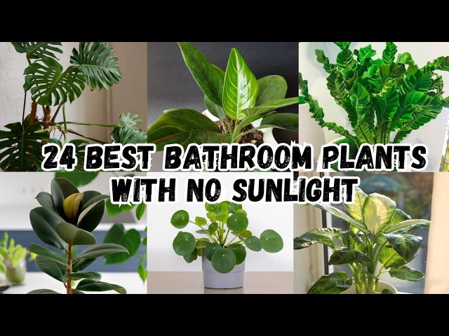 24 Best Bathroom Plants for Purifying Air | No Sunlight Bathroom Plants | Indoor Plants