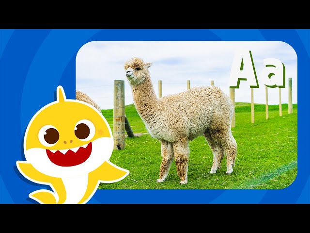 Letter A | Learn Alphabets with Baby Shark | Learn Letters | Learn English | ABC Puzzle