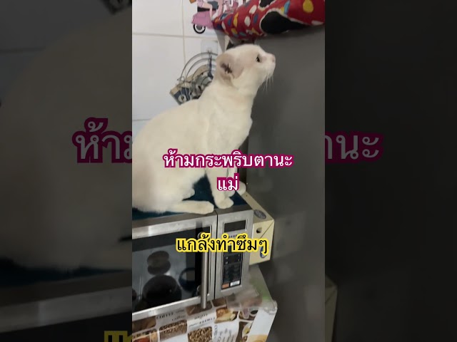 กิน นอน เที่ยว #funny #เปิดค่าการมองเห็น #loveanimals #cat #bingsu #voiceeffects