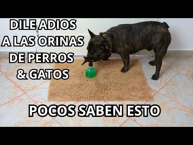 How to Eliminate Dog and Cat Urine: Goodbye to Bad Odor!