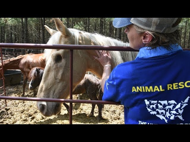 A Closer Look: 150+ Horses Rescued in Texas