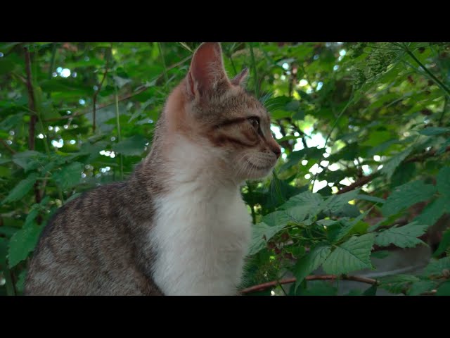 Cat on MI 10T PRO. 4K. Slow motion. Ultra quality. Creative Commons