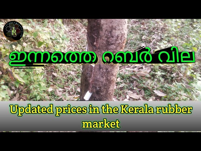 ഇന്ന് റബർ വില 100രൂപ കൂടി | Rubber Sheet Price Today | Kerala | Malayalam