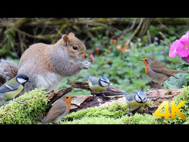 [NO ADS] Cat TV for Cats to Watch (4K) 😺🐿 Cute birds and squirrels in the woods 🐦 10 Hours