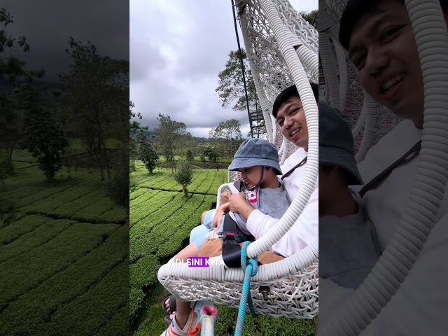 REKOMENDASI WISATA WONOSOBO KEBUN TEH TAMBI