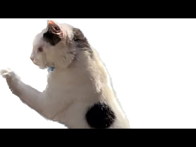 Como ligar con tu vecina  😂#gatosgraciosos #kitten #cattv #shortvideo #animal #cat