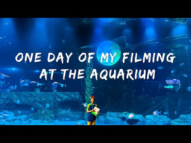 Behind The Scenes Vlog: One Day Of My Filming At The Aquarium