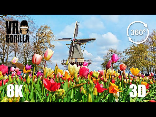 This is Holland VR: Keukenhof Flower 'Garden of Europe' - 8K 360 3D Video(short)