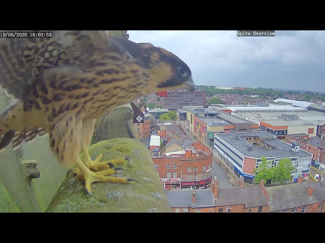 Wakefield Peregrines 2020 Season