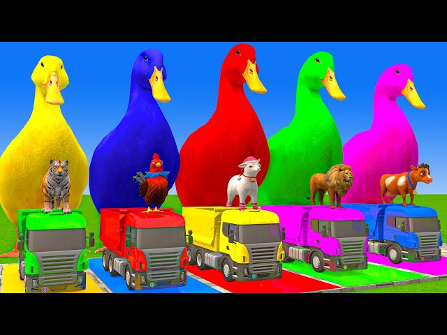 5 Giant Duck Cartoon,Cow,Elephant,Tiger,Lion,Dinosaur,Paint Wild Animals Crossing Fountain Animation