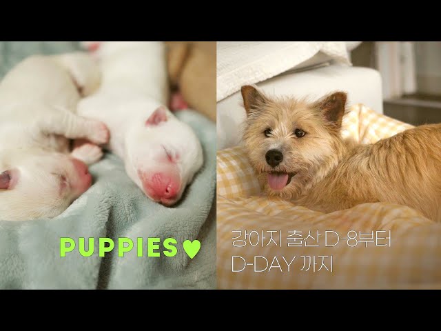 (ENG) 강아지 출산 D-8부터 D-DAY까지 / 유기견이었던 버터의 엄마되기  / The birth of puppies🐶