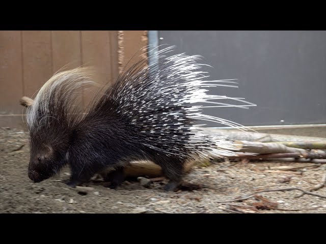 Porky the Porcupine