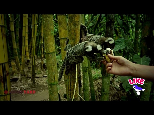 Wild Marmoset Monkeys Feeding in the Brazilian Jungle