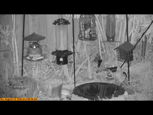 Florida Bird Feeder Live Camera HD