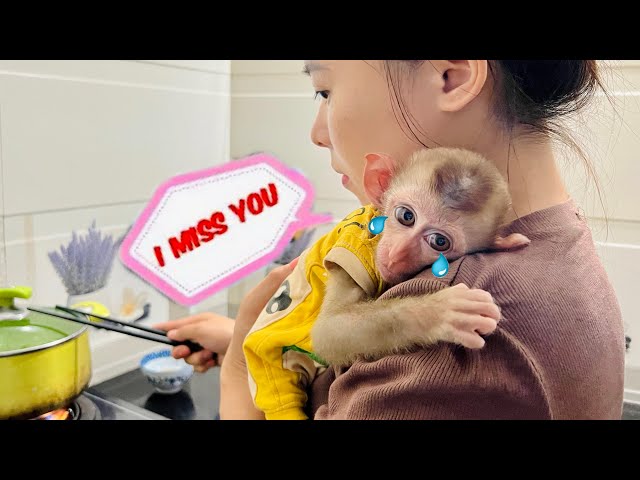 Super cute ! Monkey Diana waits for her mother to come home so she can hug her