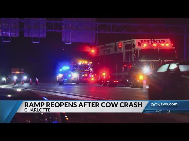 Ramp reopens after trailer carrying about 30 cows overturns in N. Charlotte