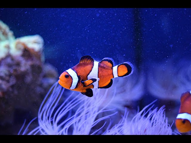 Relaxing music, magnificent piano sound, includes beautiful fish images