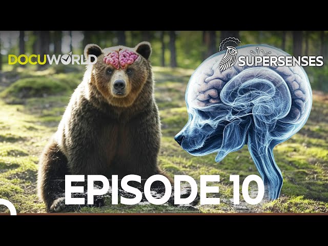 The Most Supreme Predators of Nature! | Super Senses Episode 10: The Most Amazing Senses