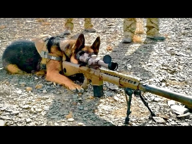 Army Dog takes Revenge on it's owner's enemies | Film/Movie Explained in Hindi/Urdu | Movie Story