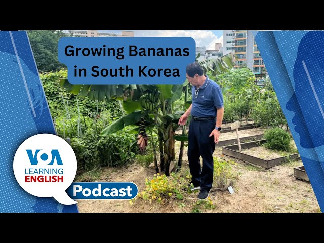 Shrinking Glaciers, Bananas in South Korea, Starliner Flight Delays