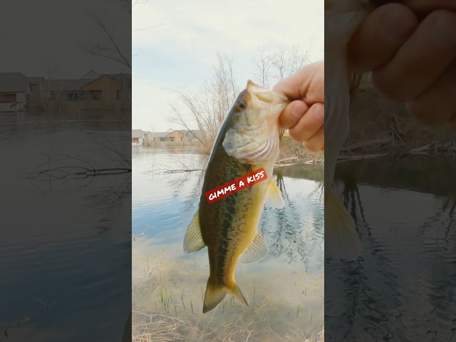 That first cast magic #bass #fishing