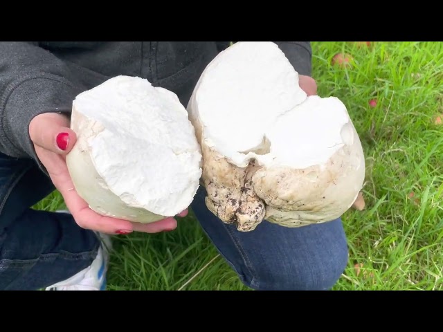 I explain puffa mushrooms to Kylie & how to cook them with garlic butter