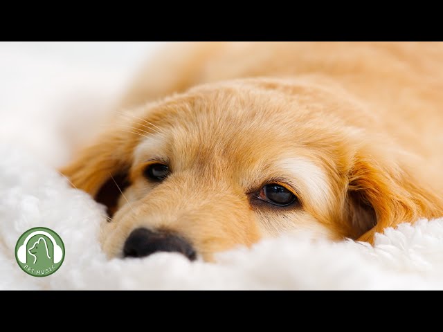 Sleeping Music for Dogs🐶Relaxing Music to Help Your Dog Sleep🎵Stress Relief Music.