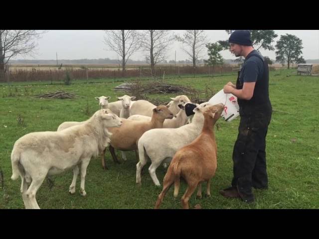 How to Make a Sheep Lie Down in Green Pastures