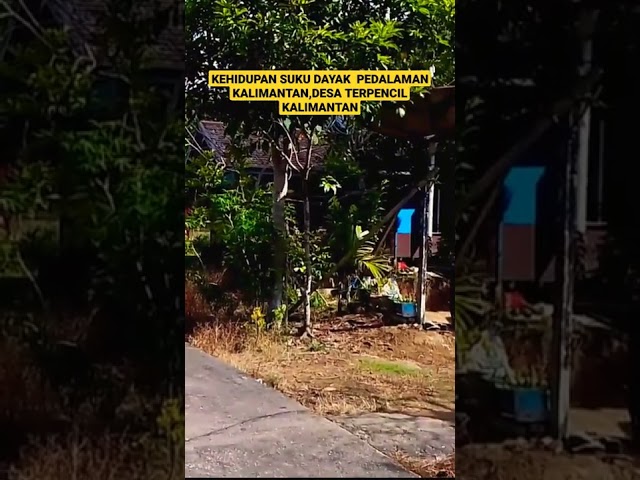 KEHIDUPAN SUKU DAYAK PEDALAMAN,DESA TERPENCIL DI KALIMANTAN