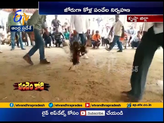 Huge Kodi Pandalu | in Gudiwada | Without Police Permission | Krishna Dist