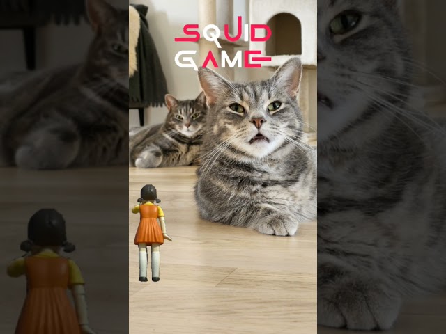 Squid Game Cat? This Kitty Sings the Creepiest Tune! 🐱🎶😱 #shorts #viralvideo #cat