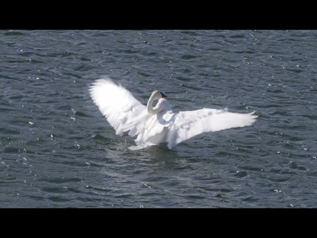 A Trumpeter Swan Bathes, in 4K!