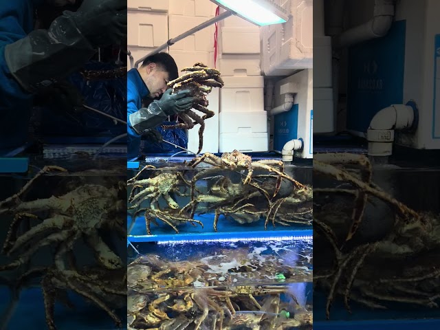 Crazy King Crab 🦀 in Seoul Market 🇰🇷 #Korea #fish #asia