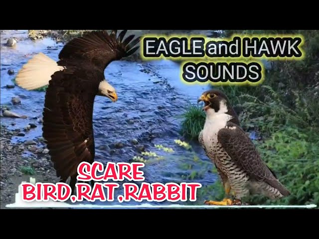 EAGLE AND HAWK SOUNDS, SCARE BIRD,MOUSE,RABBIT AWAY || sound effect mp3 compilation