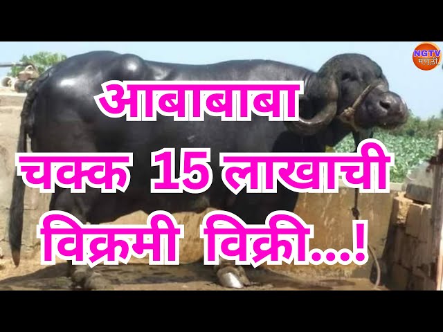 Breaking News - चक्क 15 लाखाची जाफराबादी म्हशीची विक्रमी विक्री | NGTV Marathi