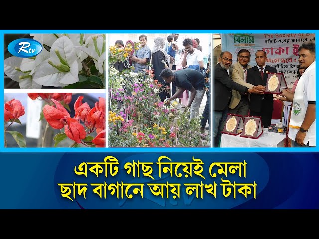 একটি গাছকে কেন্দ্র করে রাজধানীতে বিশাল মেলা! | Tree | Rtv News