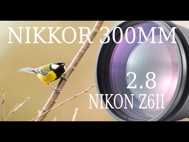 FOTOGRAFOWANIE Z PODCHODU / NIKKOR 300MM 2.8 - NIKON Z 6II / PRZYRODA W OBIEKTYWIE.