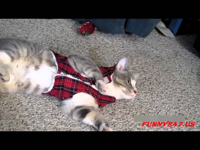 Cats wearing cute costumes!